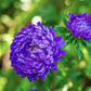 30 Duchess DARK BLUE PAEONY Aster French Peony Callistephus Flower Seeds