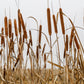 50 CATTAILS Cat Tails Typha Latifolia Water Pond Grass Flower Seeds
