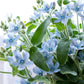 10 TWEEDIA BLUE MILKWEED Southern Star of Argentine Tweedia Caerulea syn. Oxypetalum Flower Vine Seeds