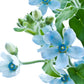 10 TWEEDIA BLUE MILKWEED Southern Star of Argentine Tweedia Caerulea syn. Oxypetalum Flower Vine Seeds