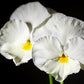 50 WHITE PANSY Clear Crystals Violet Viola Wittrockiana Flower Seeds