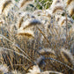 25 DWARF FOUNTAIN GRASS Pennisetum Alopecuroides Hardy Ornamental White Plume Seeds