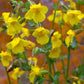 250 YELLOW MONKEY FLOWER Mimulus Grandiflorus Perennial Flower Seeds