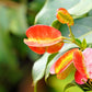 40 Mixed Colors FLORIDA HOPBUSH Dodonaea Viscosa Hawaiian Hopseed Flower Shrub Seeds