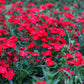 100 RED CARDINAL DIANTHUS Deltoides Flower Seeds