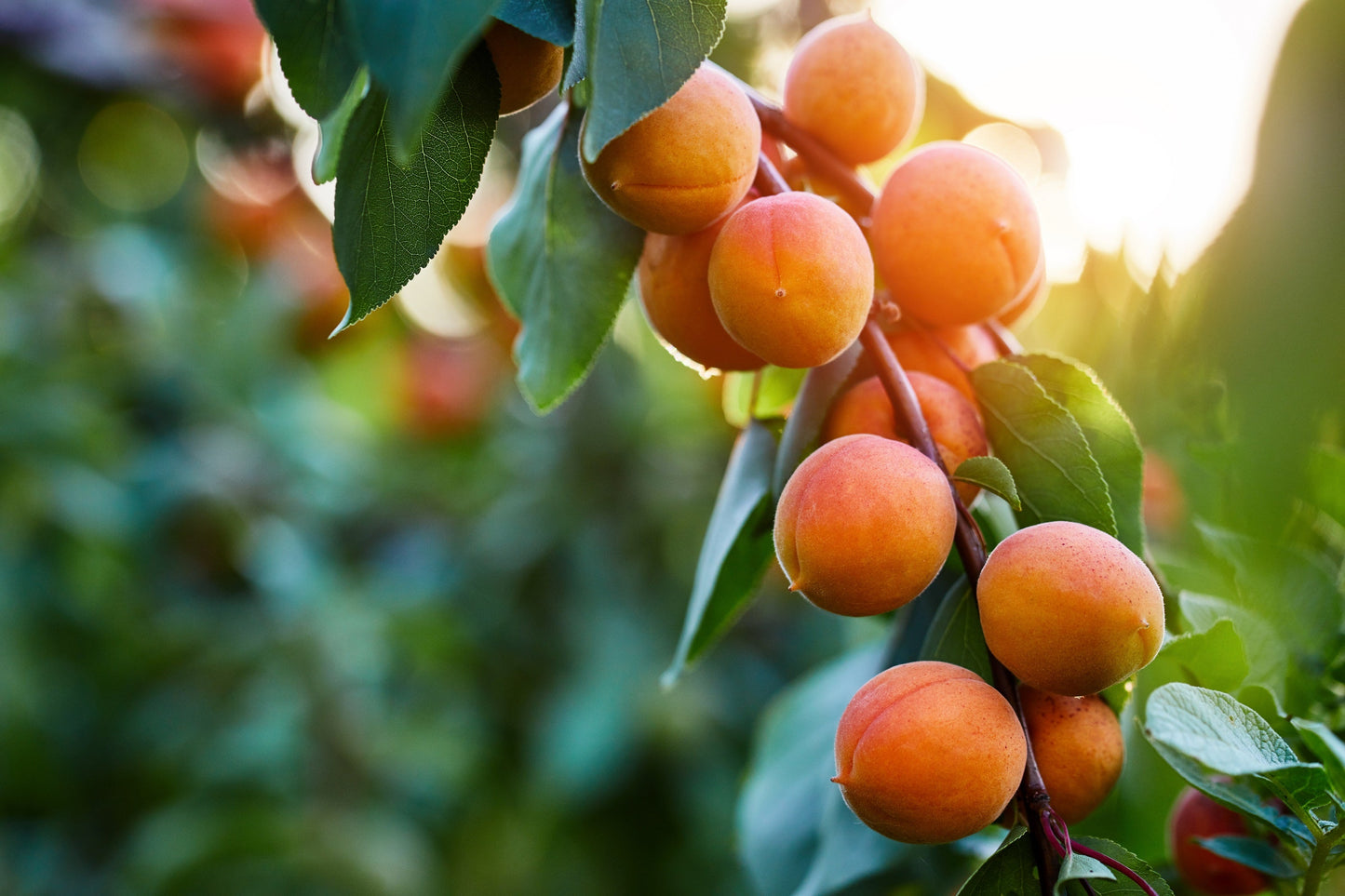 5 MANCHURIAN APRICOT Fruit Tree Flowering Prunus Mandshurica Seeds