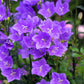 500 TELHAM BEAUTY BELLFLOWER Blue Peach Leaved Campanula Persicifolia Flower Seeds
