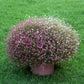 350 RED BABYS BREATH Gypsophila Elegans Baby's Breath Flower Seeds