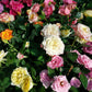 25 Mixed Colors ANGEL WINGS Miniature ROSE Bush Mix Rosa Chinensis Flower Seeds