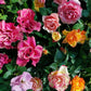 25 Mixed Colors ANGEL WINGS Miniature ROSE Bush Mix Rosa Chinensis Flower Seeds