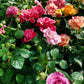 25 Mixed Colors ANGEL WINGS Miniature ROSE Bush Mix Rosa Chinensis Flower Seeds