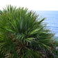 5 GREEN SAW PALMETTO Serenoa Repens American Dwarf Palm Tree Shrub Edible Fruit Sun or Shade Seeds