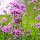 250 COMMON VERVAIN Verbena Officinalis European Herb Pink Purple Flower Seeds