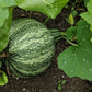 30 Green Striped CUSHAW SQUASH PUMPKIN (Tennessee Sweet Potato Squash) Cucurbita Mixta Vegetable Seeds