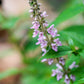 100 Pink CHINESE MOTHERWORT Leonurus Japonicus Siberian Honey Herb Flower Seeds