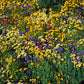1500 CALIFORNIA SUNSHINE GOLDFIELDS Lasthenia Glabrata Yellow Flower Seeds