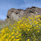 500 Yellow DESERT MARIGOLD Baileya Multiradiata Showy Drought Paper Daisy Flower Herb Seeds