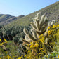 500 Yellow DESERT MARIGOLD Baileya Multiradiata Showy Drought Paper Daisy Flower Herb Seeds