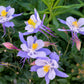 50 Blue ROCKY MOUNTAIN COLUMBINE Aquilegia Caerulea Flower Seeds