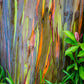50 RAINBOW EUCALYPTUS Deglupta Gum Multicolor Bark Tree Seeds