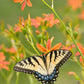 10 FRECKLEFACE BLACKBERRY LILY (Leopard Lily) Belamcanda Chinensis Iris Domestica Flower Seeds
