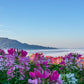 250 MIXED Colors QUEEN CLEOME (Spider Flower) Cleome Hassleriana Cleome Spinosa Flower Seeds