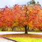 20 Eastern REDBUD TREE Cercis Canadensis Pink Flowering Native Tree Seeds