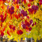 20 Eastern REDBUD TREE Cercis Canadensis Pink Flowering Native Tree Seeds