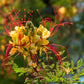 5 DESERT BIRD OF PARADISE Shrub Caesalpinia Gilliesii Poinciana Red & Yellow Flower Seeds