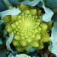 500 ROMANESCO BROCCOLI Broccoflower Roman Cauliflower Pyramid Broccolo Brassica Oleracea Vegetable Seeds