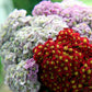 500 MIXED SUMMER YARROW Achillea Millefolium Red Pink White Gold Peach Herb Flower Seeds