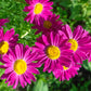 100 Mixed Colors ROBINSONS PAINTED DAISY Chrysanthemum Pink Red Rose & Yellow Pyrethrum Flower Seeds