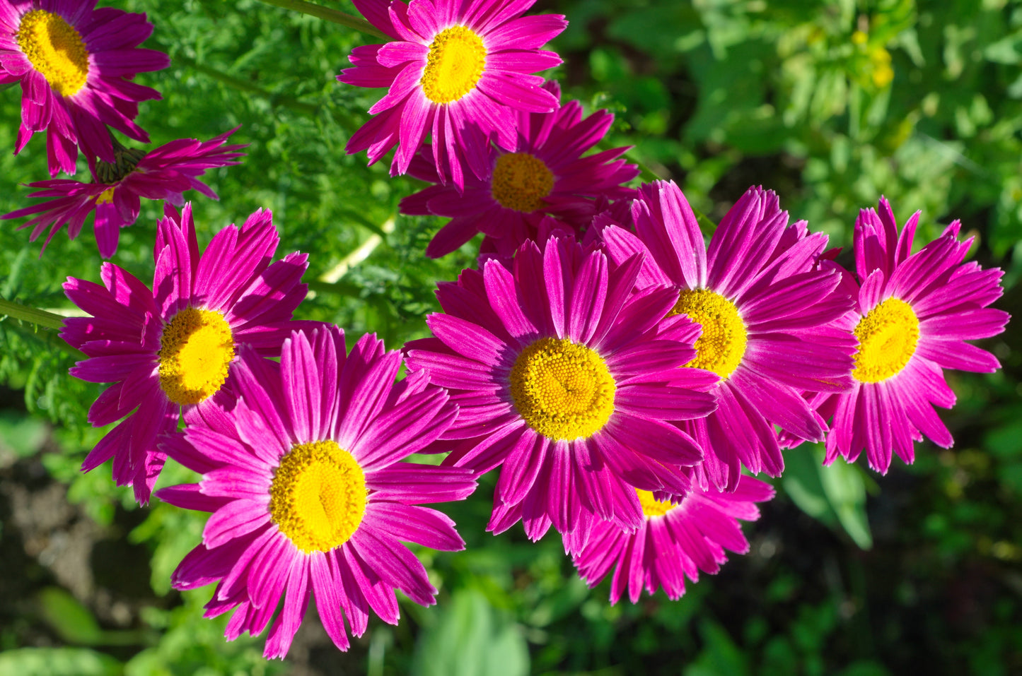 100 Mixed Colors ROBINSONS PAINTED DAISY Chrysanthemum Pink Red Rose & Yellow Pyrethrum Flower Seeds