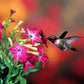 100 Heirloom MIXED COLORS NICOTIANA (Ornamental Flowering Tobacco) Nicotiana Alata Flower Seeds