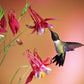 25 CRIMSON STAR COLUMBINE Red & White McKana's Giant Aquilegia Flower Seeds