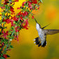 400 SCARLET SAGE (Lady-In-Red Salvia / Blood Sage / Red Texas Sage) Salvia Coccinea Flower Seeds