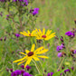 100 MISSOURI IRONWEED Monarch Flower Native Purple Vernonia Missurica Seeds