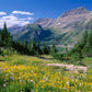15 MOUNTAIN ARNICA Montana Wolf's Bane Yellow Flower Herb Seeds