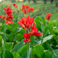 5 RED CANNA LILY Indian Shot Canna Indica Flower Seeds