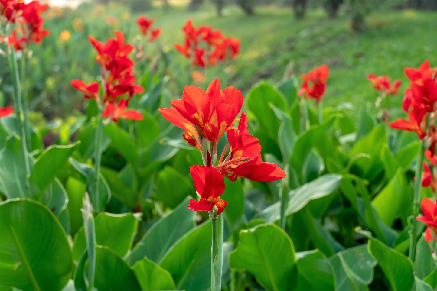 5 RED CANNA LILY Indian Shot Canna Indica Flower Seeds