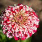 150 CANDY STRIPE ZINNIA Mix Elegans Flower Seeds Mixed Colors with Red Stripes