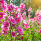 25 BRIGHT PINK HOLLYHOCK Alcea Rosea Flower Seeds Perennial