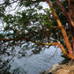 10 PACIFIC MADRONE TREE Bearberry Red Arbutus Menziesii Oregon Laurel Seeds
