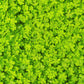 2000 MICROCLOVER Dwarf Miniature Trifolium Repens White Flower Clover Lawn Seeds