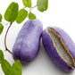 15 CHOCOLATE VINE Edible Fruit Akebia Trifoliata Flower Ornamental Climber Seeds