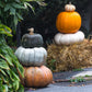 15 JARRAHDALE GREEN PUMPKIN Jarradale Blue Grey Cucurbita Maxima Vegetable Seeds
