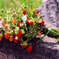 100 VESCA BARON STRAWBERRY Solemacher Berry Fragari Fruit Seeds