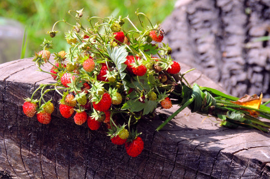 100 VESCA BARON STRAWBERRY Solemacher Berry Fragari Fruit Seeds
