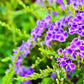10 GOLDEN DEWDROP Duranta Erecta Repens Golden Foliage Blue Violet Purple White Flower Orange Ornamental Berry Shrub Seeds