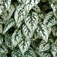 10 Dwarf WHITE POLKA DOT PLANT Splash Select Hypoestes Phyllostachya Flower Houseplant Seeds